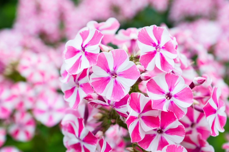 Phlox-'Peppermint-Twist'-(Garden-Phlox)
