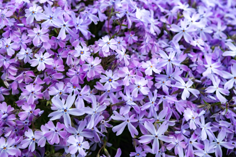 Phlox-'Violet Pinwheels'-(Creeping-Phlox)