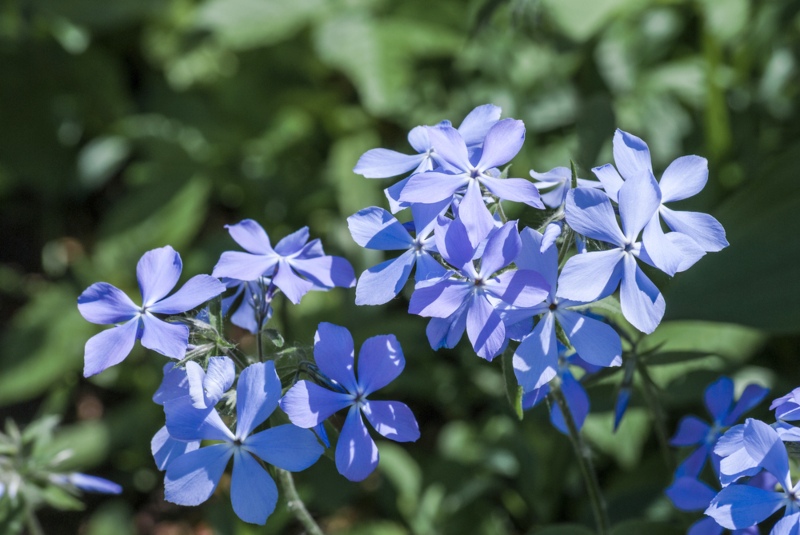 Woodland-Phlox