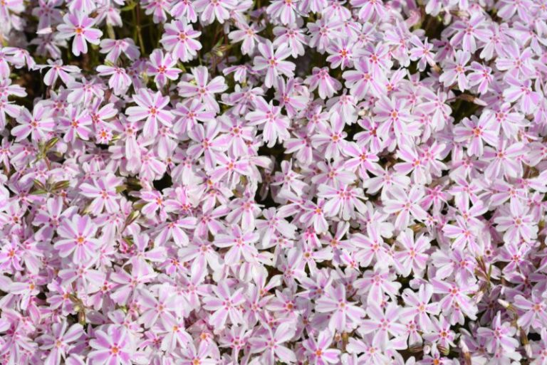 16 Different Types of Phlox Plants Garden Lovers Club