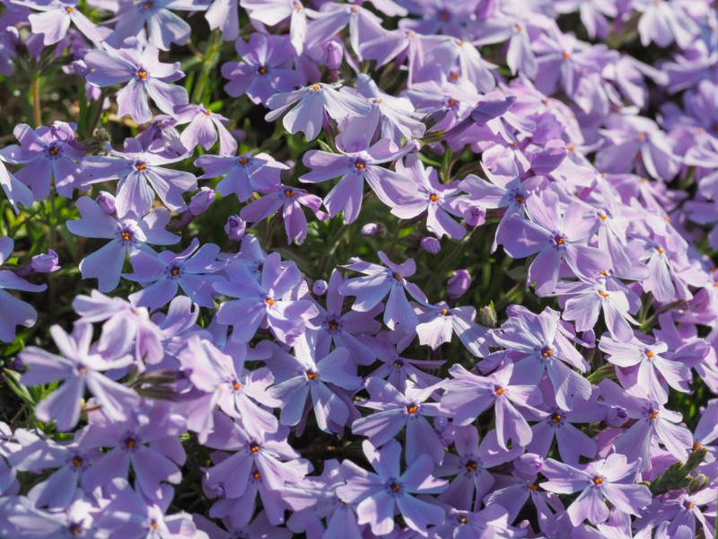 Phlox-subulata-'Emerald-Cushion-Blue'-(Creeping-Phlox)