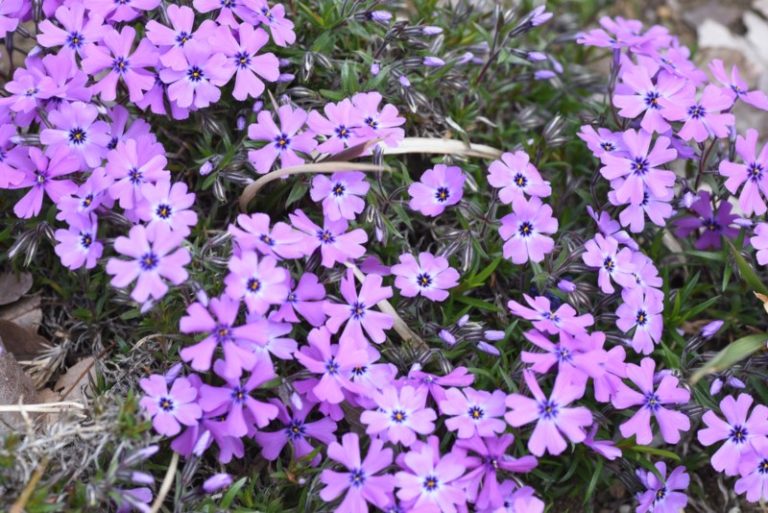 16 Different Types of Phlox Plants Garden Lovers Club