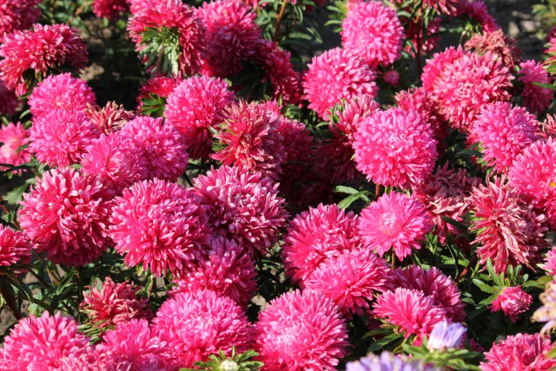 Pink-Aster-(Callistephus-Chinensis)