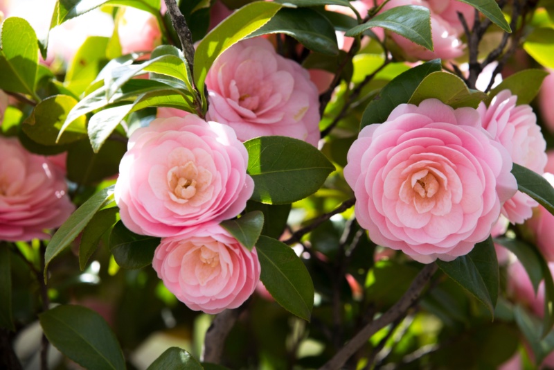 Pink-Camellia