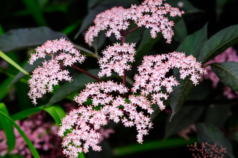 Pink-Elderberry