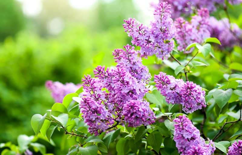 Pink-Lilac-Bush