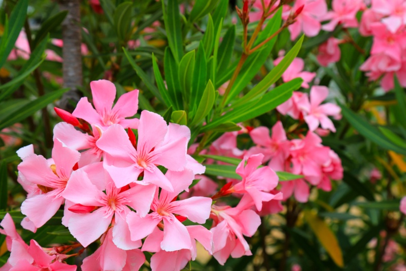 Pink-Weigela