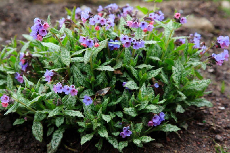 Pulmonaria-(Lungwort)