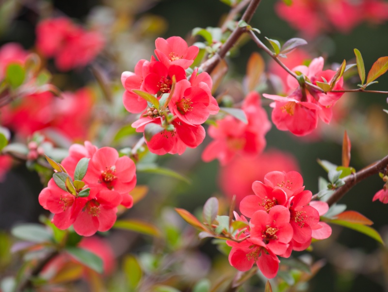 15 Breathtaking Pink Flowering Shrubs - Garden Lovers Club