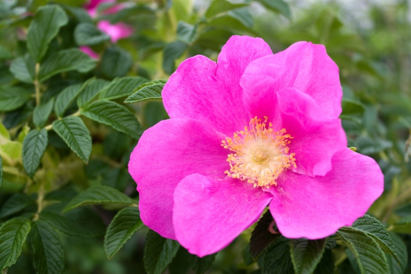 Rugosa-Rose