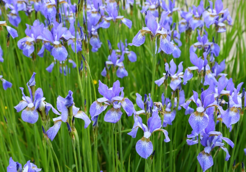 Siberian-Iris