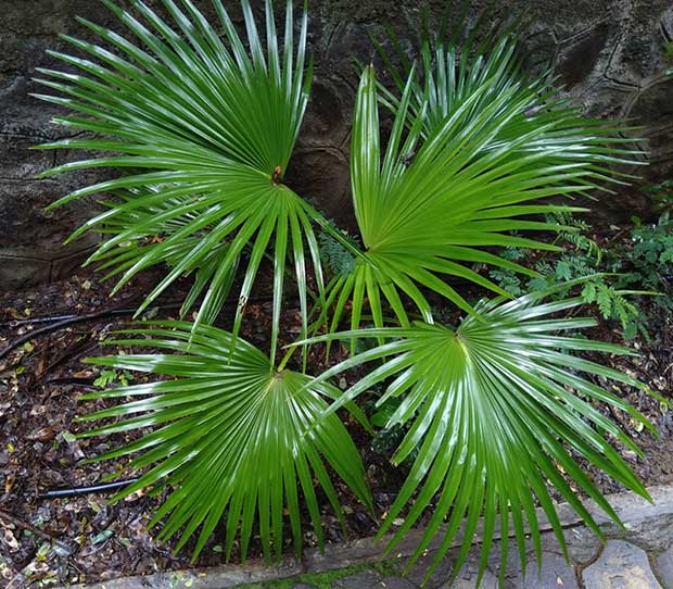 Small Chinese Fan Palm