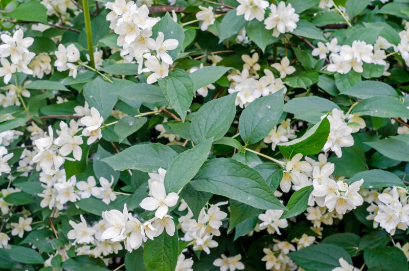 Spanish-jasmine-(J. grandiflorum)