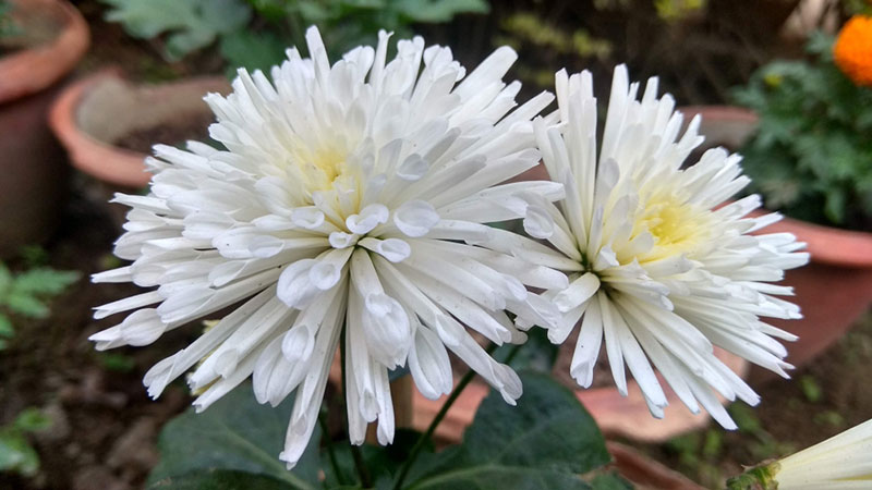 The Different Types of Chrysanthemums