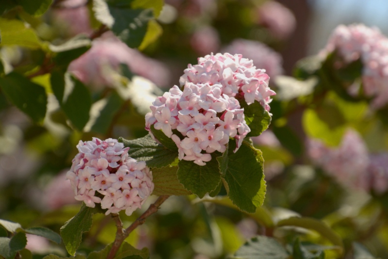 Viburnum-carlesii