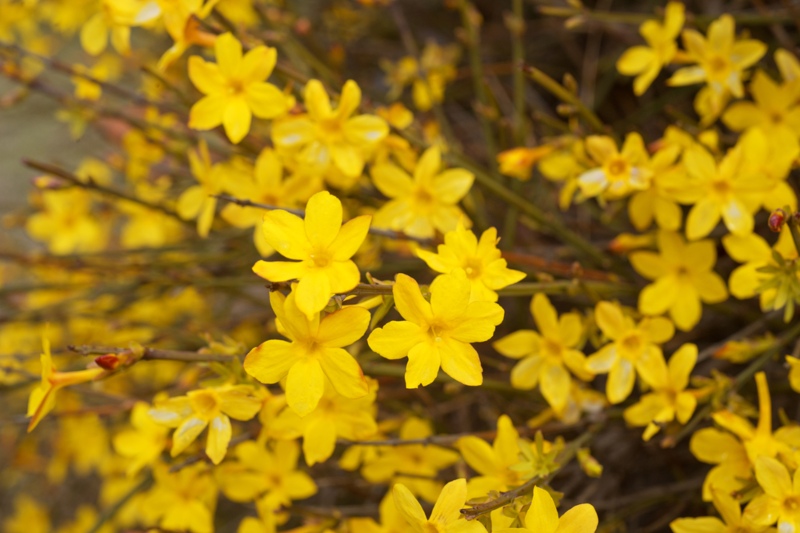 Winter-jasmine-(Jasminum-Nudiflorum)