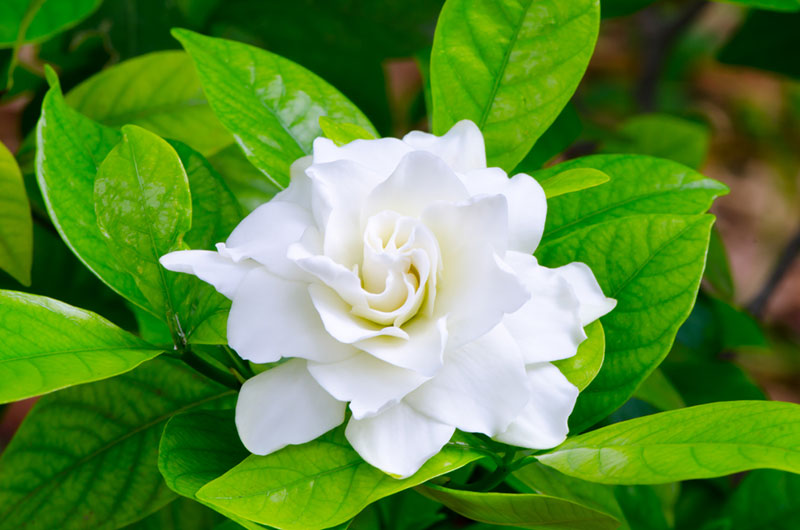 Growing Beautiful Cape Jasmine Gardenia jasminoides Growing Beautiful Cape Jasmine Gardenia jasminoides
