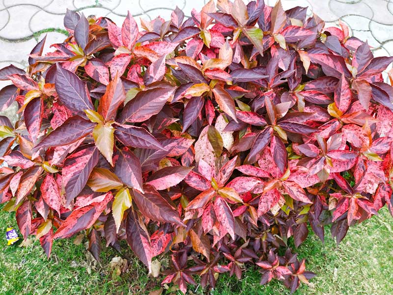 Growing Copperleaf Plants Acalypha Wilkesiana Garden Lovers Club Growing Copperleaf Plants Acalypha Wilkesiana Garden Lovers Club