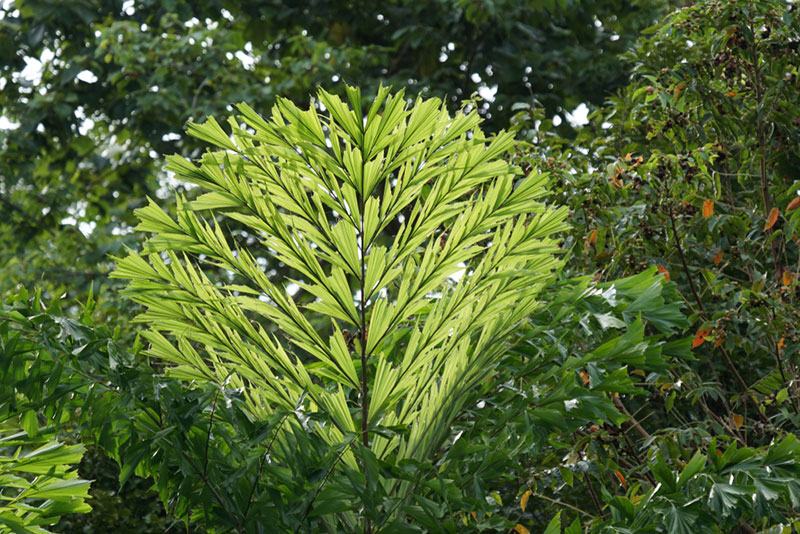 fishtail palm leaves