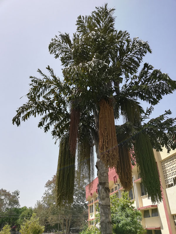 fishtail palm tree