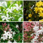 jasmine varieties