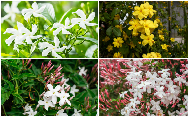 10 Different Types of Jasmine Plants (Photos)