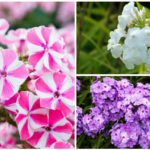 phlox varieties collage