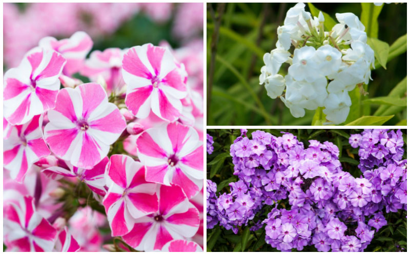 phlox varieties collage