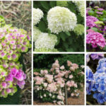 Hydrangea Varieties