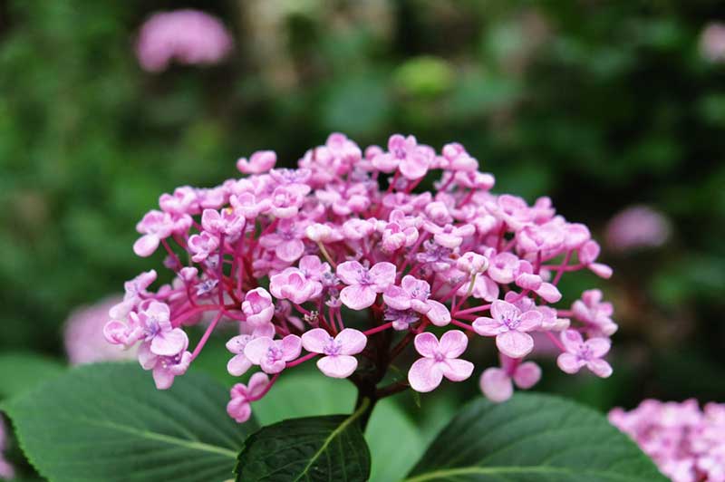 Hydrangea macrophylla Ayesha