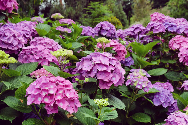 Hydrangea macrophylla Hamburg