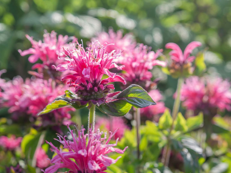 10 Different Varieties of Bee Balm (Monarda) Garden Lovers Club