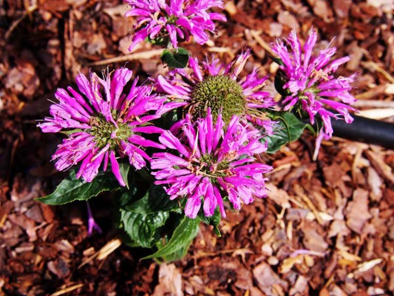 10 Different Varieties of Bee Balm (Monarda) - Garden Lovers Club