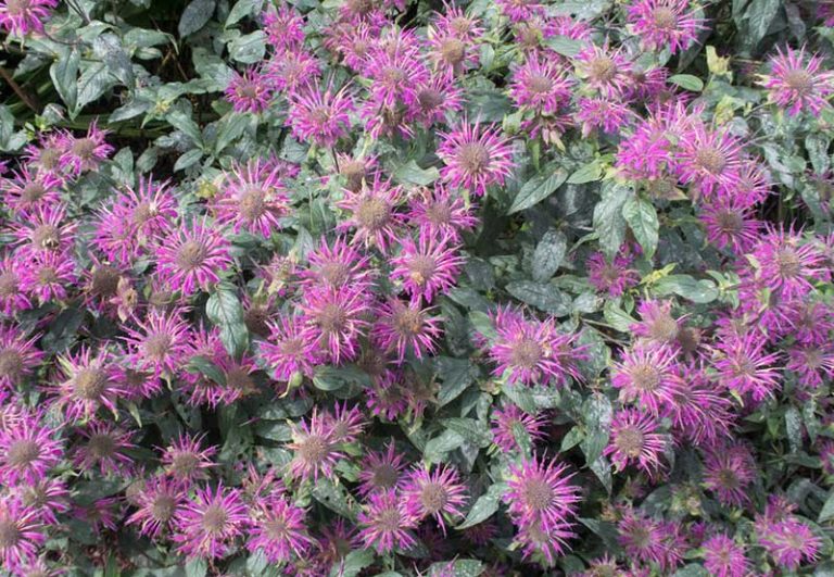 10 Different Varieties of Bee Balm (Monarda) - Garden Lovers Club