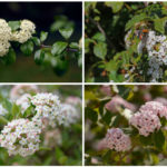 Varieties of Viburnum