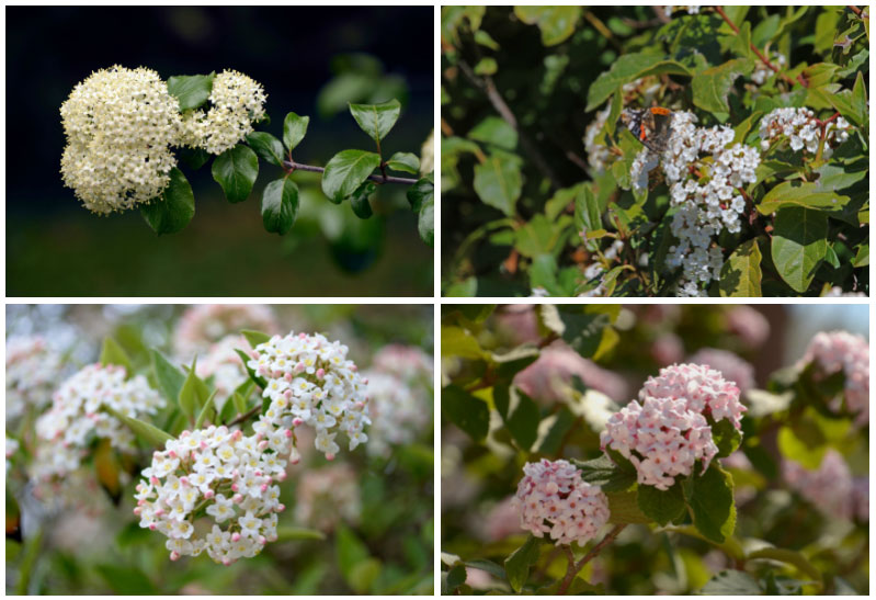 Varieties of Viburnum