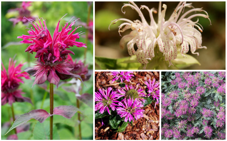 10 Different Varieties of Bee Balm (Monarda)