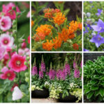different zone 3 perennials