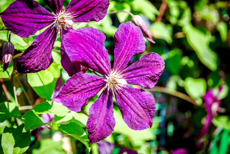 20 Different Types of Clematis (Photos) Garden Lovers Club