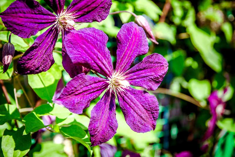 Clematis Abundance