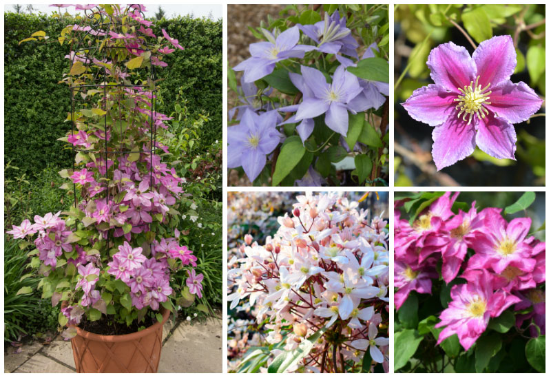 Different Clematis Collage