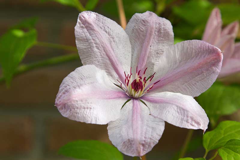 Clematis John Paul II