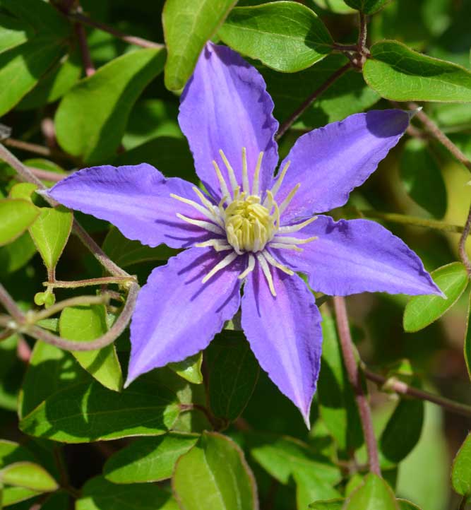 Clematis Justa