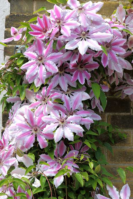 Clematis Nelly Moser