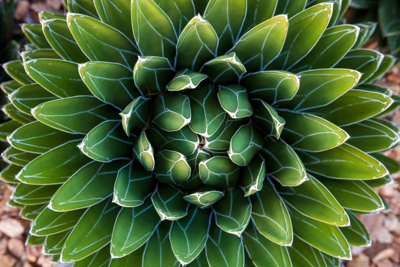 Agave