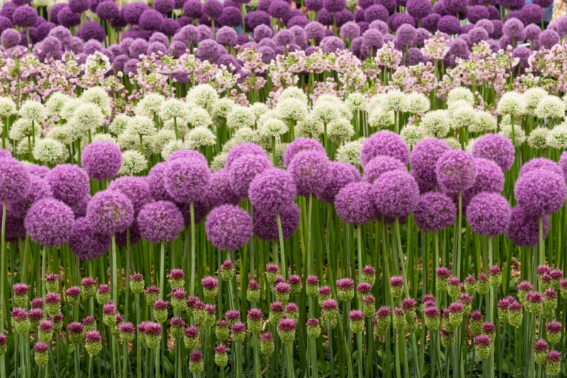 Allium