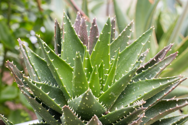 Aloe