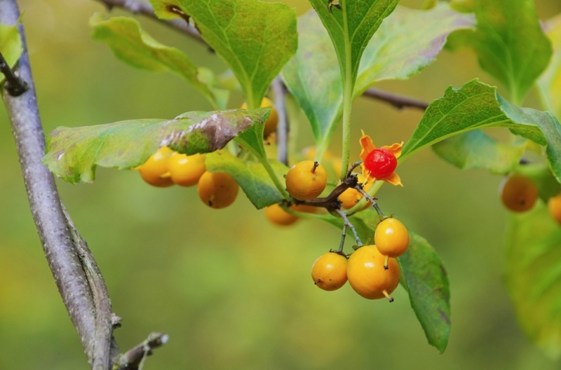 American-Bittersweet-Vine-(Celastrus-scandens)