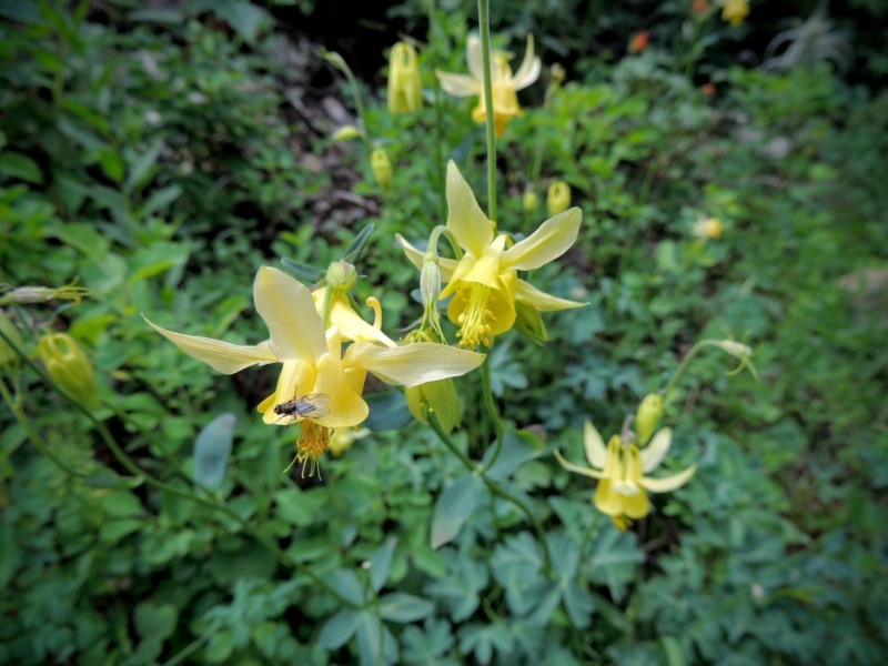 Aquilegia-flavescens-Columbine