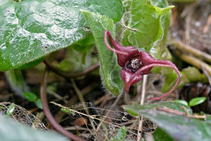 Asarum-Caudatum_ Wild-Ginger